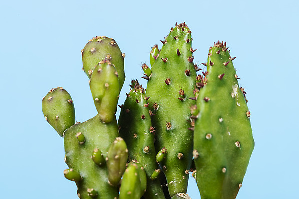 포토 JPG 스튜디오촬영 식물 화분 화초 자연 나뭇잎 선인장 실내 근접촬영 취미 사람없음 오브젝트 원예 파란배경 다육식물 군선 국내포토 뷰포인트 백그라운드 잎 내부 파란색 생태계 파일형식