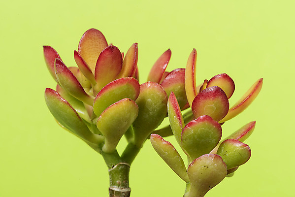 포토 JPG 스튜디오촬영 식물 화분 화초 자연 나뭇잎 선인장 실내 근접촬영 취미 사람없음 초록색 오브젝트 원예 녹색배경 다육식물 미니염좌 국내포토 뷰포인트 컬러 백그라운드 잎 내부 생태계 파일형식