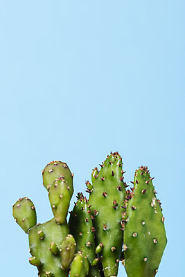 포토 JPG 스튜디오촬영 식물 화분 화초 자연 나뭇잎 선인장 실내 근접촬영 취미 사람없음 오브젝트 원예 파란배경 다육식물 군선 국내포토 뷰포인트 백그라운드 잎 내부 파란색 생태계 파일형식