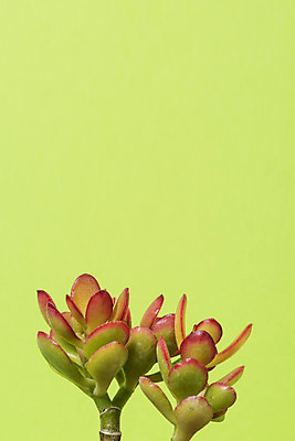 포토 JPG 스튜디오촬영 식물 화분 화초 자연 나뭇잎 선인장 실내 근접촬영 취미 사람없음 초록색 오브젝트 원예 녹색배경 다육식물 미니염좌 국내포토 뷰포인트 컬러 백그라운드 잎 내부 생태계 파일형식