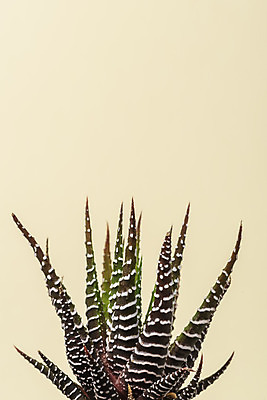 포토 JPG 스튜디오촬영 식물 화분 화초 자연 나뭇잎 실내 근접촬영 취미 사람없음 초록색 오브젝트 원예 노란배경 다육식물 십이지곤 국내포토 뷰포인트 컬러 백그라운드 잎 내부 노란색 생태계 파일형식