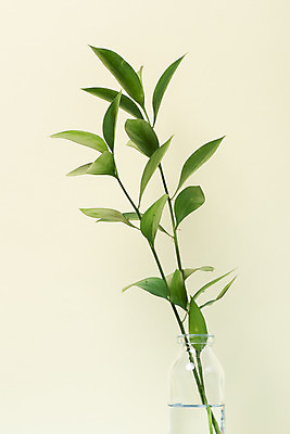 포토 JPG 스튜디오촬영 식물 화초 자연 나뭇잎 실내 근접촬영 취미 사람없음 초록색 노란색 꽃병 오브젝트 원예 다육식물 루스커스 국내포토 꽃 뷰포인트 컬러 잎 내부 생태계 파일형식