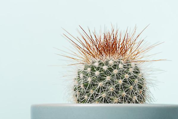 포토 JPG 스튜디오촬영 식물 화분 화초 자연 나뭇잎 실내 근접촬영 취미 사람없음 한개 오브젝트 원예 파란배경 다육식물 성성환 국내포토 1 뷰포인트 백그라운드 잎 내부 파란색 생태계 파일형식