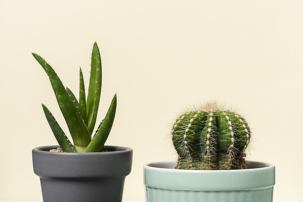 포토 JPG 스튜디오촬영 식물 화분 화초 자연 나뭇잎 실내 근접촬영 취미 사람없음 컬러풀 노란색 오브젝트 원예 금호선인장 다육식물 미니 알로에 국내포토 뷰포인트 컬러 잎 선인장 내부 생태계 파일형식