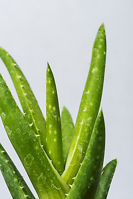 포토 JPG 스튜디오촬영 식물 화분 화초 자연 회색배경 나뭇잎 실내 근접촬영 취미 사람없음 컬러풀 오브젝트 원예 다육식물 미니 알로에 국내포토 뷰포인트 컬러 백그라운드 잎 내부 회색 생태계 파일형식