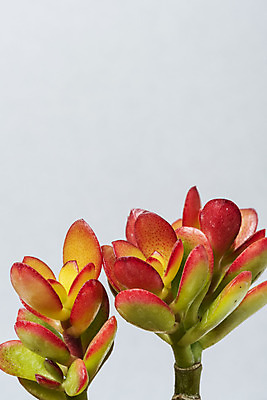 포토 JPG 스튜디오촬영 식물 화분 화초 자연 회색배경 나뭇잎 선인장 실내 근접촬영 취미 사람없음 컬러풀 오브젝트 원예 다육식물 미니염좌 국내포토 뷰포인트 컬러 백그라운드 잎 내부 회색 생태계 파일형식