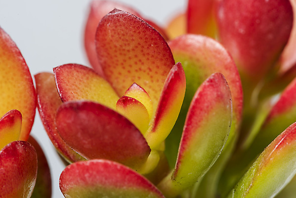 포토 JPG 스튜디오촬영 식물 화분 화초 자연 회색배경 나뭇잎 선인장 실내 근접촬영 취미 사람없음 컬러풀 오브젝트 원예 다육식물 미니염좌 국내포토 뷰포인트 컬러 백그라운드 잎 내부 회색 생태계 파일형식