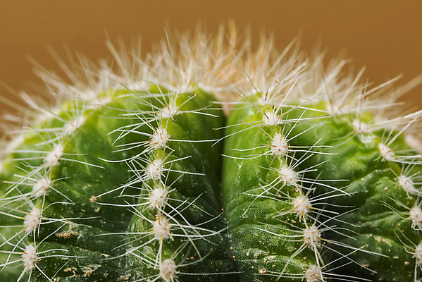 포토 JPG 스튜디오촬영 식물 화분 화초 자연 나뭇잎 실내 근접촬영 취미 사람없음 초록색 오브젝트 원예 금호선인장 다육식물 갈색배경 국내포토 뷰포인트 컬러 백그라운드 잎 선인장 내부 갈색 생태계 파일형식