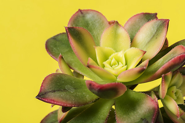 포토 JPG 스튜디오촬영 식물 화분 화초 자연 나뭇잎 실내 근접촬영 취미 사람없음 컬러풀 오브젝트 까라솔 노란배경 다육식물 국내포토 뷰포인트 컬러 백그라운드 잎 내부 노란색 생태계 파일형식