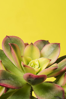 포토 JPG 스튜디오촬영 식물 화분 화초 자연 나뭇잎 실내 근접촬영 취미 사람없음 컬러풀 오브젝트 원예 까라솔 노란배경 다육식물 국내포토 뷰포인트 컬러 백그라운드 잎 내부 노란색 생태계 파일형식