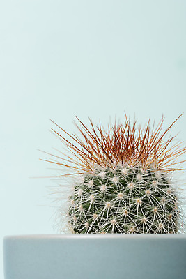 포토 JPG 스튜디오촬영 식물 화분 화초 자연 나뭇잎 실내 근접촬영 취미 사람없음 한개 오브젝트 원예 파란배경 다육식물 성성환 국내포토 1 뷰포인트 백그라운드 잎 내부 파란색 생태계 파일형식