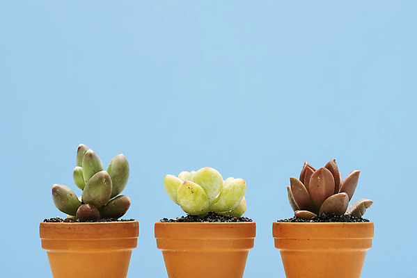 포토 JPG 스튜디오촬영 식물 화분 화초 자연 나뭇잎 선인장 실내 취미 사람없음 세개 오브젝트 원예 파란배경 다육식물 천대전송 루비도나 라울 국내포토 백그라운드 잎 3 내부 파란색 생태계 파일형식