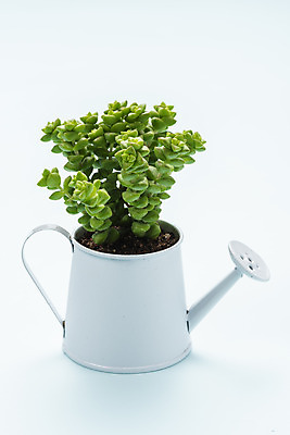 포토 JPG 스튜디오촬영 식물 화분 화초 자연 나뭇잎 실내 취미 사람없음 한개 물뿌리개 오브젝트 원예 파란배경 다육식물 희성 국내포토 1 백그라운드 잎 내부 파란색 생태계 파일형식