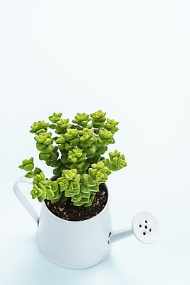 포토 JPG 스튜디오촬영 식물 화분 화초 자연 나뭇잎 실내 취미 사람없음 한개 물뿌리개 오브젝트 원예 파란배경 다육식물 희성 국내포토 1 백그라운드 잎 내부 파란색 생태계 파일형식