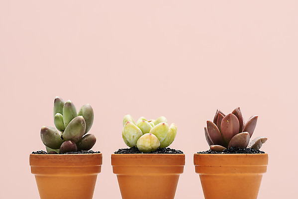 포토 JPG 스튜디오촬영 식물 화분 화초 자연 나뭇잎 선인장 실내 취미 사람없음 컬러풀 세개 오브젝트 원예 다육식물 분홍색배경 천대전송 루비도나 라울 국내포토 분홍색 컬러 백그라운드 잎 3 내부 생태계 파일형식