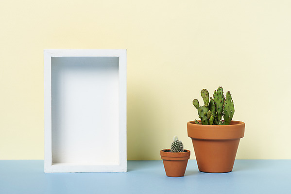 포토 JPG 스튜디오촬영 식물 화분 화초 액자 자연 나뭇잎 선인장 실내 취미 사람없음 컬러풀 오브젝트 원예 노란배경 다육식물 백도선 군선 국내포토 컬러 백그라운드 잎 내부 노란색 생태계 파일형식