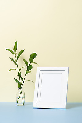 포토 JPG 스튜디오촬영 식물 화초 액자 자연 나뭇잎 실내 취미 사람없음 컬러풀 꽃병 오브젝트 원예 노란배경 다육식물 루스커스 국내포토 꽃 컬러 백그라운드 잎 내부 노란색 생태계 파일형식