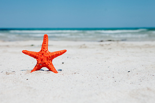 포토 JPG 주간 불가사리 해변 사람없음 야외 여름 여름휴가 바캉스 모래사장 한개 제주도 맑음 오브젝트 김녕해수욕장 국내포토 자연요소 1 계절 바다 날씨 휴가 극피동물 한국 해수욕장 파일형식 여름_계절