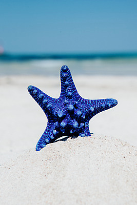 포토 JPG 주간 불가사리 해변 사람없음 야외 아웃포커스 여름 여름휴가 바캉스 모래사장 제주도 맑음 오브젝트 김녕해수욕장 국내포토 자연요소 계절 바다 날씨 휴가 극피동물 한국 촬영기법 해수욕장 파일형식 여름_계절