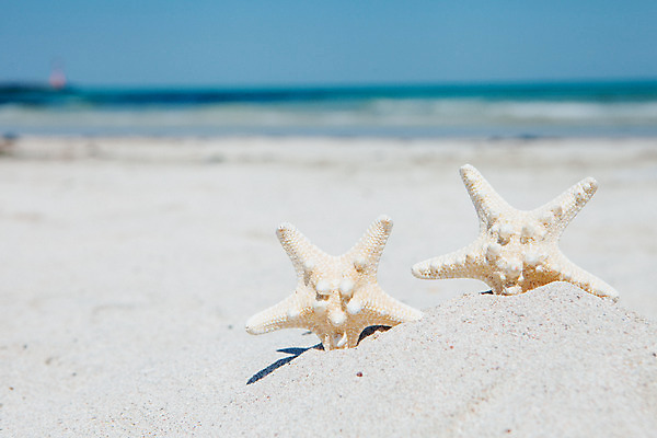 포토 JPG 주간 불가사리 해변 사람없음 야외 아웃포커스 여름 여름휴가 바캉스 모래사장 제주도 맑음 오브젝트 김녕해수욕장 국내포토 자연요소 계절 바다 날씨 휴가 극피동물 한국 촬영기법 해수욕장 파일형식 여름_계절