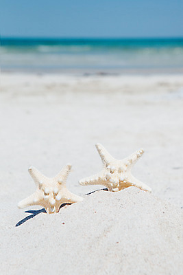 포토 JPG 주간 불가사리 해변 사람없음 야외 아웃포커스 여름 여름휴가 바캉스 모래사장 제주도 맑음 오브젝트 김녕해수욕장 국내포토 자연요소 계절 바다 날씨 휴가 극피동물 한국 촬영기법 해수욕장 파일형식 여름_계절