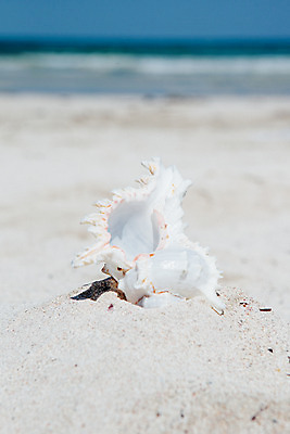 포토 JPG 주간 해변 사람없음 야외 아웃포커스 여름 여름휴가 바캉스 모래사장 제주도 맑음 소라 오브젝트 김녕해수욕장 국내포토 자연요소 계절 바다 날씨 휴가 어패류 한국 촬영기법 해수욕장 파일형식 여름_계절