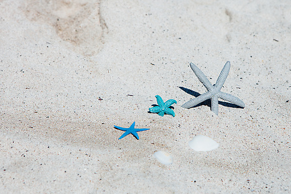 포토 JPG 주간 불가사리 해변 사람없음 야외 여름 여름휴가 바캉스 모래사장 제주도 맑음 오브젝트 김녕해수욕장 국내포토 자연요소 계절 바다 날씨 휴가 극피동물 한국 해수욕장 파일형식 여름_계절