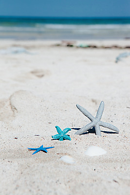 포토 JPG 주간 불가사리 해변 사람없음 야외 아웃포커스 여름 여름휴가 바캉스 모래사장 제주도 맑음 오브젝트 김녕해수욕장 국내포토 자연요소 계절 바다 날씨 휴가 극피동물 한국 촬영기법 해수욕장 파일형식 여름_계절