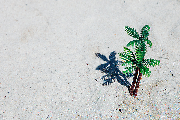 포토 JPG 주간 해변 사람없음 야외 여름 여름휴가 바캉스 모래사장 야자수 제주도 맑음 오브젝트 김녕해수욕장 국내포토 자연요소 나무 계절 바다 날씨 휴가 한국 해수욕장 파일형식 여름_계절