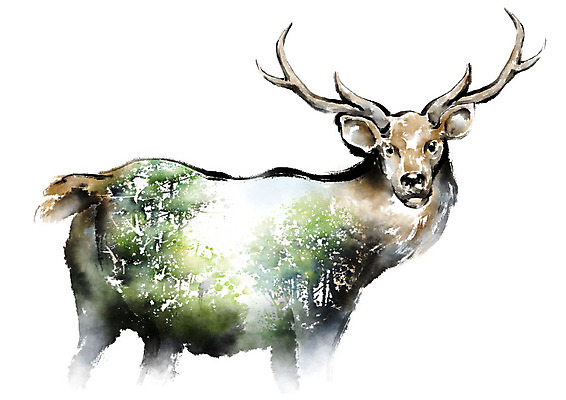 PSD 나무 동물 한마리 야생동물 일러스트 캘리그라피 붓터치 사슴 뿔 사람없음 컬러풀 자연보호 환경 그린캠페인 보호 숲 에코 번짐 동물보호 멸종 위기 국내일러스트 멸종위기종 식물 1 캠페인 컬러 컨셉 포유류 자연 사회이슈 파일형식 효과