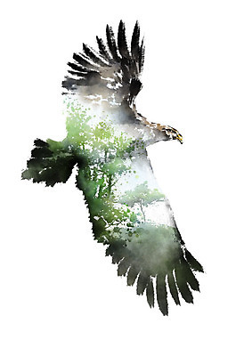 PSD 나무 동물 한마리 야생동물 일러스트 캘리그라피 하늘 붓터치 초원 사람없음 컬러풀 자연보호 환경 그린캠페인 비행 보호 숲 에코 독수리 번짐 동물보호 멸종 매_조류 위기 국내일러스트 멸종위기종 식물 1 캠페인 컬러 컨셉 자연 조류 사회이슈 파일형식 효과