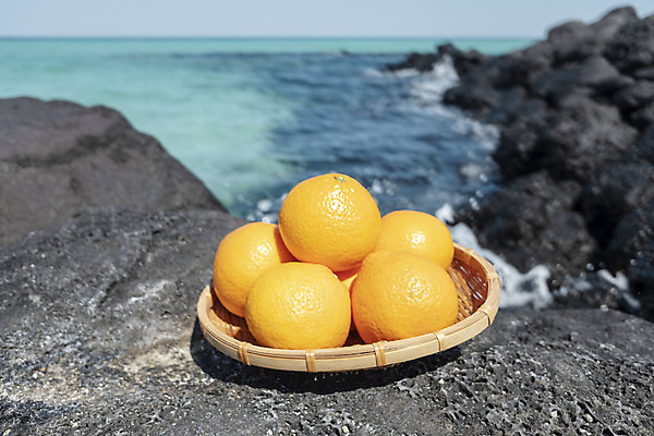 포토 JPG 주간 바다 여행 자연 해변 사람없음 야외 관광지 제주도 소쿠리 맑음 봄 오브젝트 특산물 현무암 청견 국내포토 자연요소 계절 과일 날씨 한국 바구니 생태계 화산암 파일형식