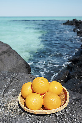 포토 JPG 주간 바다 여행 자연 해변 사람없음 야외 관광지 제주도 소쿠리 맑음 봄 오브젝트 특산물 현무암 청견 국내포토 자연요소 계절 과일 날씨 한국 바구니 생태계 화산암 파일형식