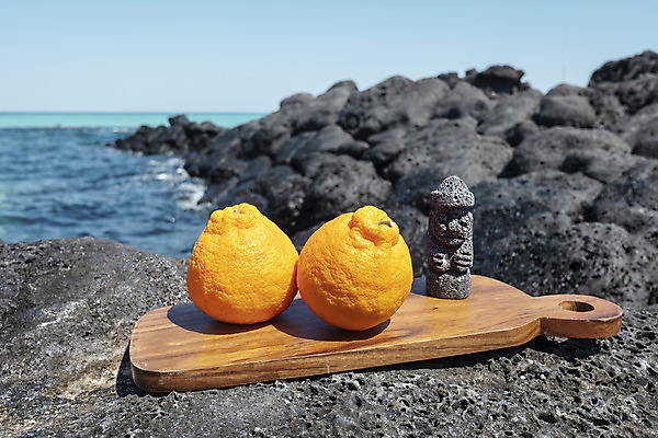 포토 JPG 주간 바다 여행 자연 해변 사람없음 야외 관광지 제주도 맑음 봄 돌하르방 오브젝트 특산물 한라봉 나무도마 현무암 국내포토 자연요소 계절 과일 날씨 도마 한국 목재 생태계 화산암 파일형식