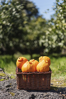 포토 JPG 주간 여행 자연 사람없음 야외 아웃포커스 관광지 제주도 농장 바구니 맑음 봄 오브젝트 특산물 한라봉 현무암 국내포토 자연요소 계절 농업 과일 날씨 한국 촬영기법 생태계 화산암 파일형식
