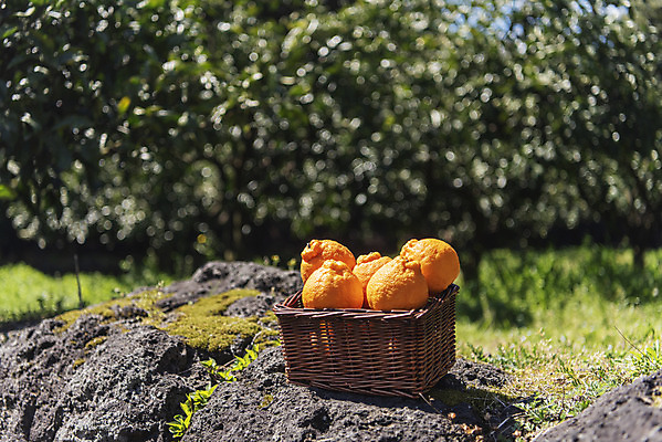 포토 JPG 주간 여행 자연 사람없음 야외 아웃포커스 관광지 제주도 농장 바구니 맑음 봄 오브젝트 특산물 한라봉 현무암 국내포토 자연요소 계절 농업 과일 날씨 한국 촬영기법 생태계 화산암 파일형식