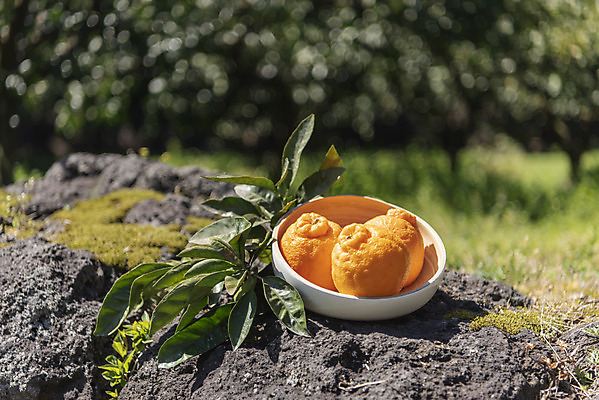 포토 JPG 주간 그릇 여행 잎 자연 사람없음 야외 아웃포커스 관광지 제주도 농장 맑음 봄 오브젝트 특산물 한라봉 현무암 국내포토 자연요소 식물 식기 계절 농업 과일 날씨 한국 촬영기법 생태계 화산암 파일형식