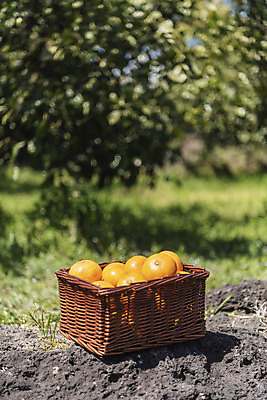 포토 JPG 주간 여행 자연 사람없음 야외 아웃포커스 관광지 제주도 농장 바구니 맑음 봄 오브젝트 특산물 현무암 천혜향 국내포토 자연요소 계절 농업 과일 날씨 한국 촬영기법 생태계 화산암 파일형식