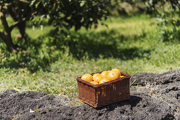 포토 JPG 주간 여행 자연 사람없음 야외 아웃포커스 관광지 제주도 농장 바구니 맑음 봄 오브젝트 특산물 현무암 천혜향 국내포토 자연요소 계절 농업 과일 날씨 한국 촬영기법 생태계 화산암 파일형식