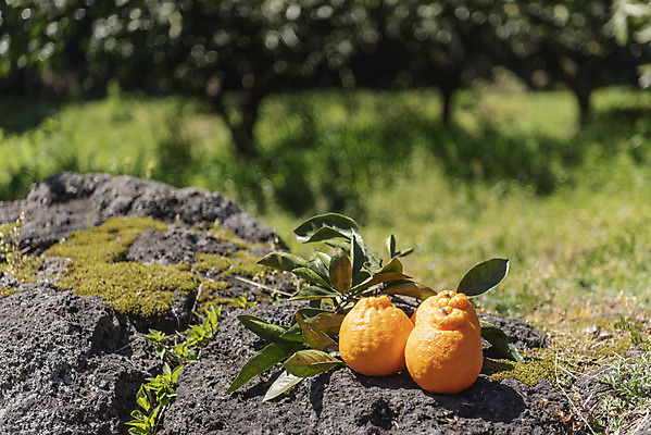 포토 JPG 주간 여행 잎 자연 사람없음 야외 아웃포커스 관광지 제주도 농장 맑음 봄 오브젝트 특산물 한라봉 현무암 국내포토 자연요소 식물 계절 농업 과일 날씨 한국 촬영기법 생태계 화산암 파일형식