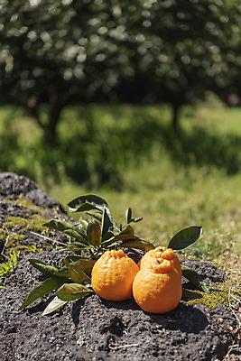 포토 JPG 주간 여행 잎 자연 사람없음 야외 아웃포커스 관광지 제주도 농장 맑음 봄 오브젝트 특산물 한라봉 현무암 국내포토 자연요소 식물 계절 농업 과일 날씨 한국 촬영기법 생태계 화산암 파일형식