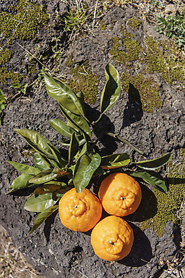 포토 JPG 주간 여행 잎 자연 사람없음 야외 관광지 하이앵글 제주도 농장 맑음 봄 오브젝트 특산물 한라봉 현무암 국내포토 자연요소 식물 계절 뷰포인트 농업 과일 날씨 한국 생태계 화산암 파일형식