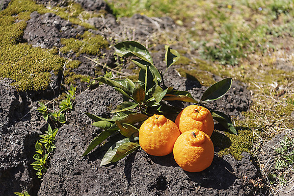 포토 JPG 주간 여행 잎 자연 사람없음 야외 관광지 하이앵글 제주도 농장 맑음 봄 오브젝트 특산물 한라봉 현무암 국내포토 자연요소 식물 계절 뷰포인트 농업 과일 날씨 한국 생태계 화산암 파일형식