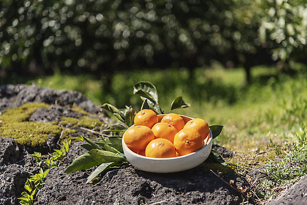 포토 JPG 주간 그릇 여행 잎 자연 사람없음 야외 아웃포커스 관광지 제주도 농장 맑음 봄 오브젝트 특산물 현무암 천혜향 국내포토 자연요소 식물 식기 계절 농업 과일 날씨 한국 촬영기법 생태계 화산암 파일형식