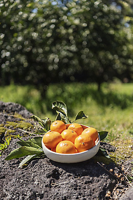 포토 JPG 주간 그릇 여행 잎 자연 사람없음 야외 아웃포커스 관광지 제주도 농장 맑음 봄 오브젝트 특산물 현무암 천혜향 국내포토 자연요소 식물 식기 계절 농업 과일 날씨 한국 촬영기법 생태계 화산암 파일형식