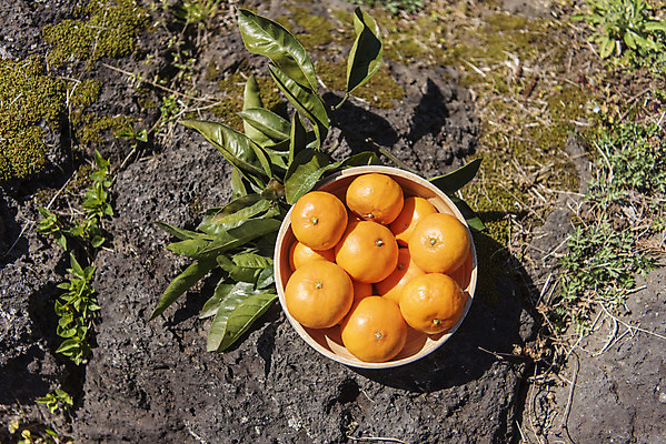 포토 JPG 주간 그릇 여행 잎 자연 사람없음 야외 관광지 하이앵글 제주도 농장 맑음 봄 오브젝트 특산물 현무암 천혜향 국내포토 자연요소 식물 식기 계절 뷰포인트 농업 과일 날씨 한국 생태계 화산암 파일형식