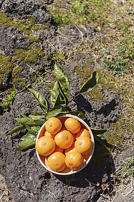 포토 JPG 주간 그릇 여행 잎 자연 사람없음 야외 관광지 하이앵글 제주도 농장 맑음 봄 오브젝트 특산물 현무암 천혜향 국내포토 자연요소 식물 식기 계절 뷰포인트 농업 과일 날씨 한국 생태계 화산암 파일형식