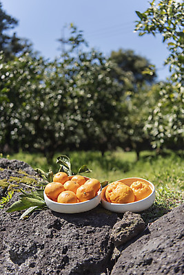 포토 JPG 주간 그릇 여행 잎 자연 사람없음 야외 아웃포커스 관광지 제주도 농장 맑음 봄 오브젝트 특산물 한라봉 현무암 천혜향 국내포토 자연요소 식물 식기 계절 농업 과일 날씨 한국 촬영기법 생태계 화산암 파일형식