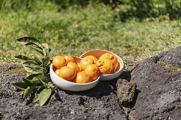 포토 JPG 주간 그릇 여행 잎 자연 사람없음 야외 관광지 제주도 농장 맑음 봄 오브젝트 특산물 한라봉 현무암 천혜향 국내포토 자연요소 식물 식기 계절 농업 과일 날씨 한국 생태계 화산암 파일형식