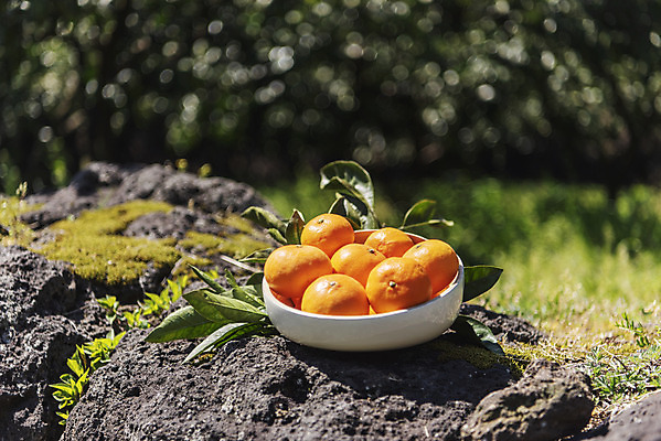 포토 JPG 주간 그릇 여행 잎 자연 사람없음 야외 아웃포커스 관광지 제주도 농장 맑음 봄 오브젝트 특산물 현무암 천혜향 국내포토 자연요소 식물 식기 계절 농업 과일 날씨 한국 촬영기법 생태계 화산암 파일형식